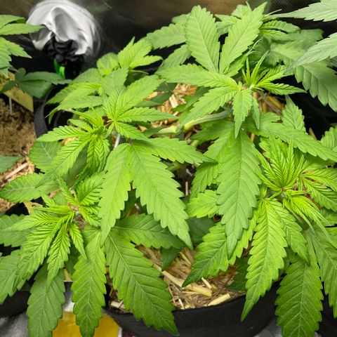 Permanent Marker by KilliczGe growlog timeline photo