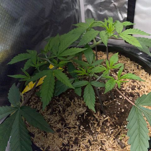 Purple Zkittlez #1 by KilliczGe growlog timeline photo