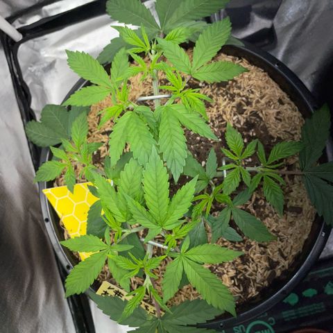 Purple Zkittlez #1 by KilliczGe growlog timeline photo