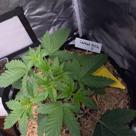 Cereal Milk #3 by KilliczGe growlog timeline photo