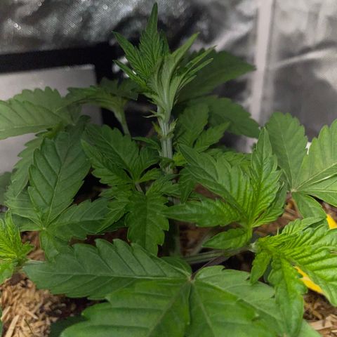 Cereal Milk #3 by KilliczGe growlog timeline photo