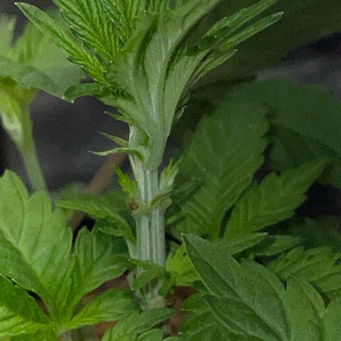 Cereal Milk #3 by KilliczGe growlog timeline photo