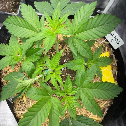 Cereal Milk #3 by KilliczGe growlog timeline photo