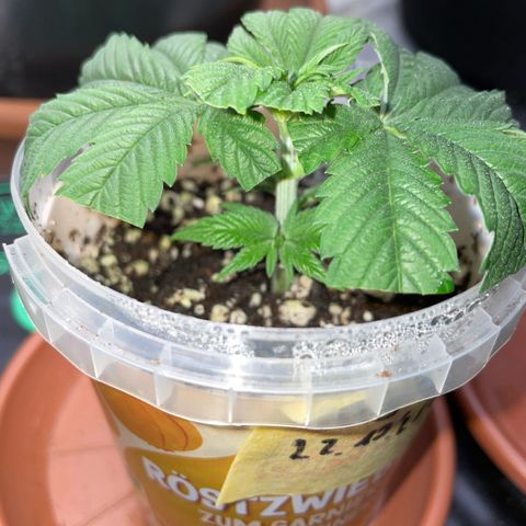 Big Bud 1 Klon 1 by KilliczGe growlog timeline photo