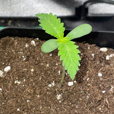 Dante’s Inferno - Mile High Dave by KilliczGe growlog timeline photo