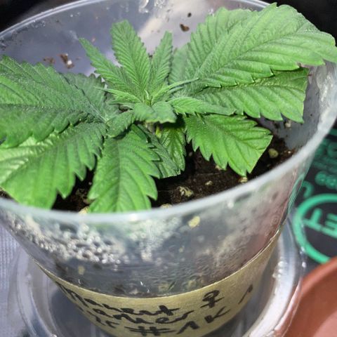 Permanent Marker 1 Klon 1 by KilliczGe growlog timeline photo