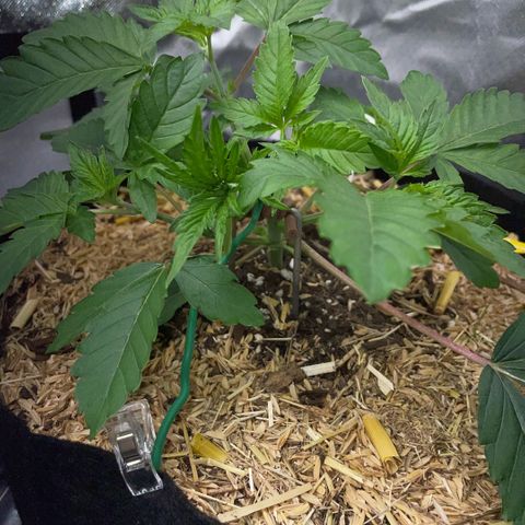 Cereal Milk #3 by KilliczGe growlog timeline photo