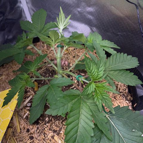 Cereal Milk #3 by KilliczGe growlog timeline photo