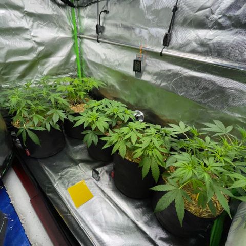 White Widow Automatic by KilliczGe growlog timeline photo