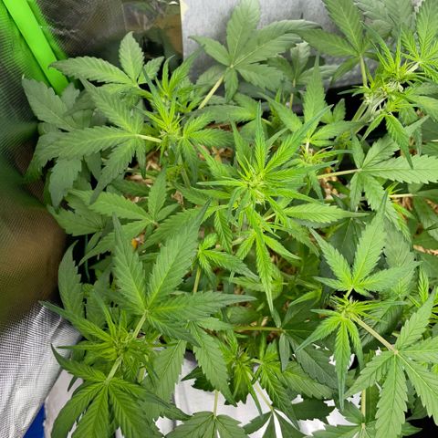 Purple Punch Automatic by KilliczGe growlog timeline photo