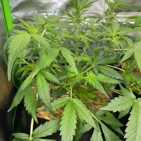 Purple Punch Automatic by KilliczGe growlog timeline photo