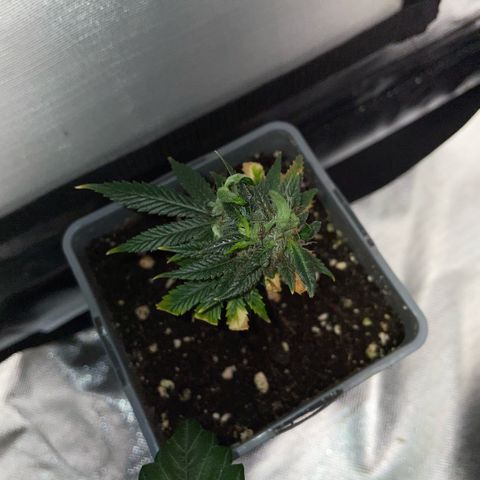 Tangerine Dream Clon #1 by KilliczGe growlog timeline photo