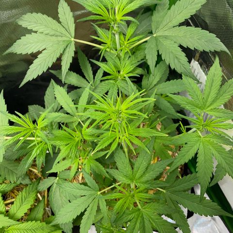 White Widow Automatic by KilliczGe growlog timeline photo