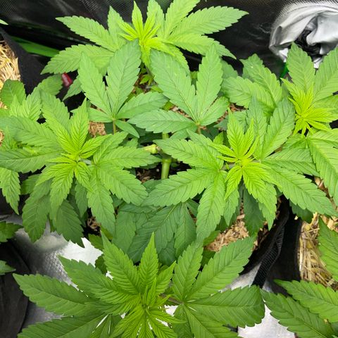 Big Bud by KilliczGe growlog timeline photo