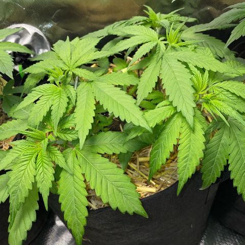 Permanent Marker by KilliczGe growlog timeline photo