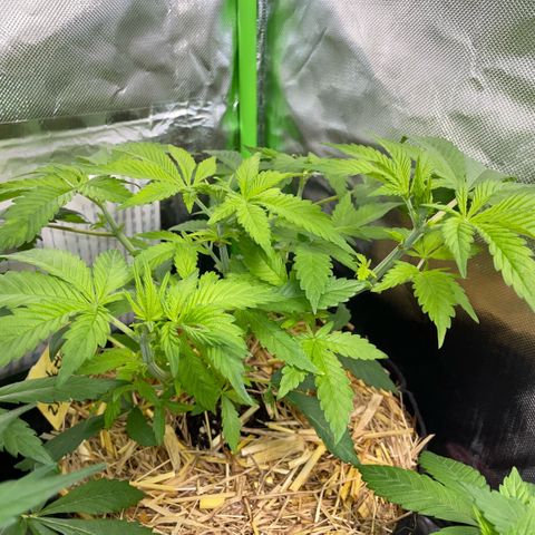 Purple Zkittlez #2 by KilliczGe growlog timeline photo