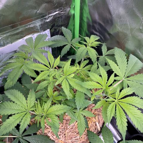 Purple Zkittlez #2 by KilliczGe growlog timeline photo