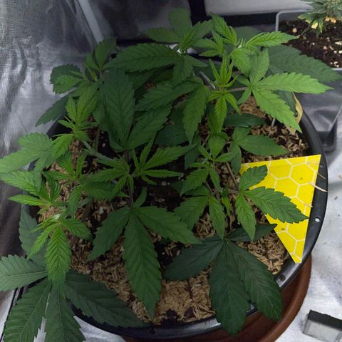 Purple Zkittlez #1 by KilliczGe growlog timeline photo