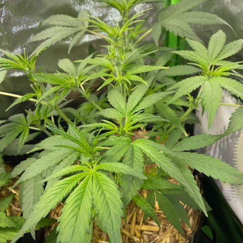 White Widow Automatic by KilliczGe growlog timeline photo