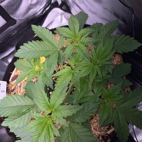 Cereal Milk #3 by KilliczGe growlog timeline photo