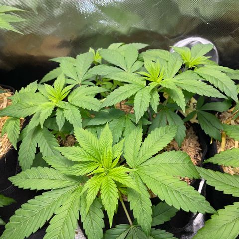 Big Bud by KilliczGe growlog timeline photo