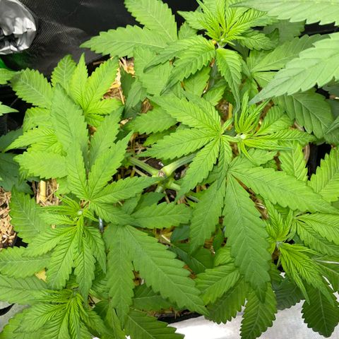 Permanent Marker by KilliczGe growlog timeline photo