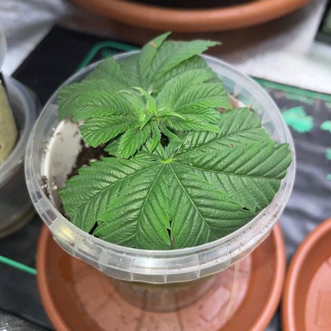 Big Bud 1 Klon 1 by KilliczGe growlog timeline photo