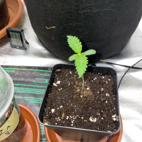 Dante’s Inferno - Mile High Dave by KilliczGe growlog timeline photo