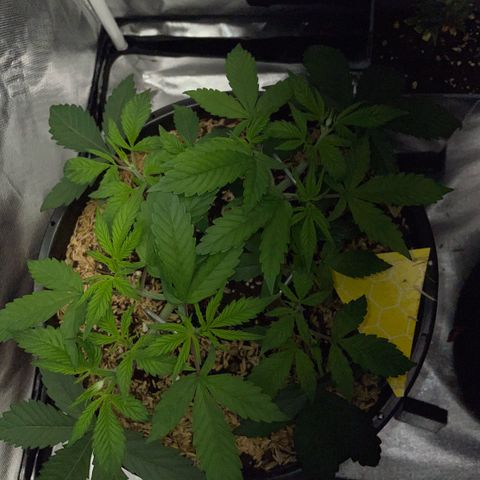 Purple Zkittlez #1 by KilliczGe growlog timeline photo