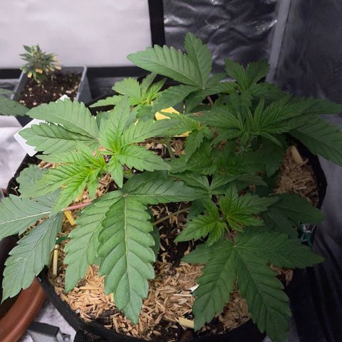 Cereal Milk #3 by KilliczGe growlog timeline photo