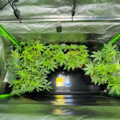 White Widow Automatic by KilliczGe growlog timeline photo