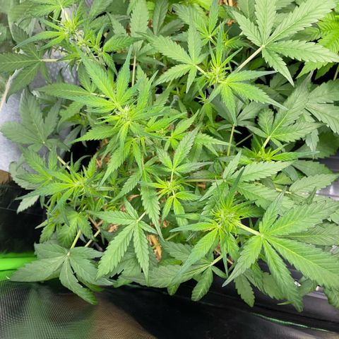 Purple Punch Automatic by KilliczGe growlog timeline photo