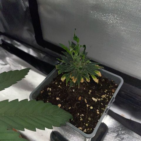 Tangerine Dream Clon #1 by KilliczGe growlog timeline photo