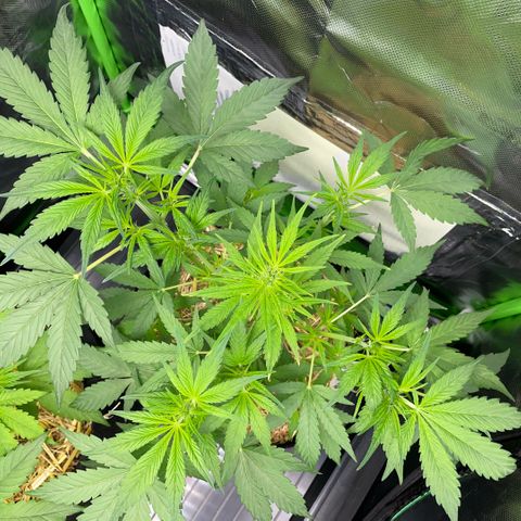 White Widow Automatic by KilliczGe growlog timeline photo