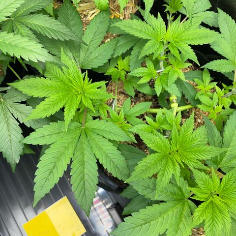 Big Bud by KilliczGe growlog timeline photo