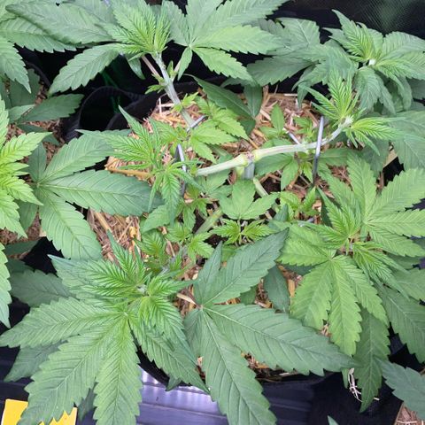 Permanent Marker by KilliczGe growlog timeline photo