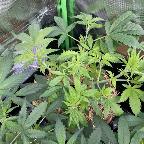 Purple Zkittlez #2 by KilliczGe growlog timeline photo