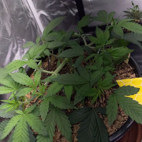 Purple Zkittlez #1 by KilliczGe growlog timeline photo