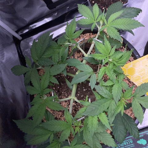 Purple Zkittlez #1 by KilliczGe growlog timeline photo