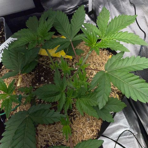 Cereal Milk #3 by KilliczGe growlog timeline photo