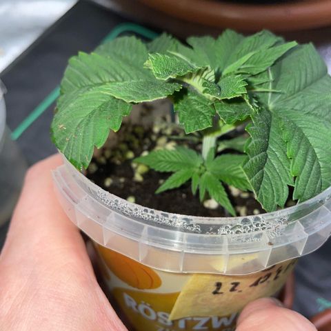 Big Bud 1 Klon 1 by KilliczGe growlog timeline photo