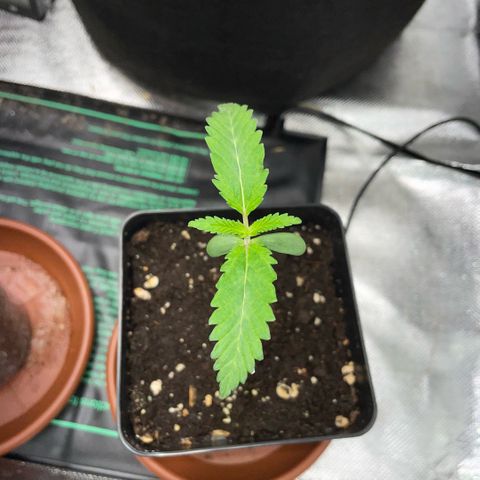 Dante’s Inferno - Mile High Dave by KilliczGe growlog timeline photo