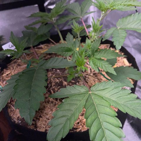 Cereal Milk #3 by KilliczGe growlog timeline photo