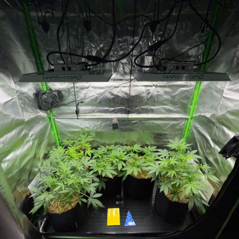 White Widow Automatic by KilliczGe growlog timeline photo