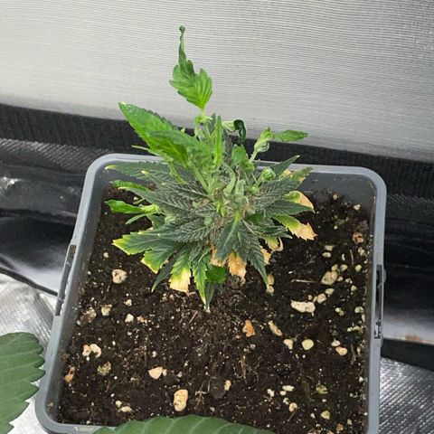 Tangerine Dream Clon #1 by KilliczGe growlog timeline photo
