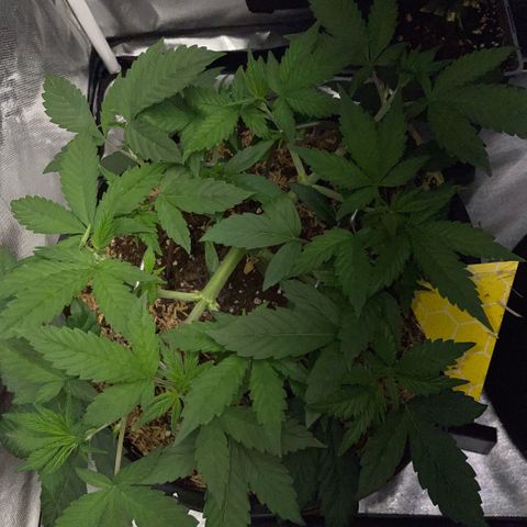 Purple Zkittlez #1 by KilliczGe growlog timeline photo