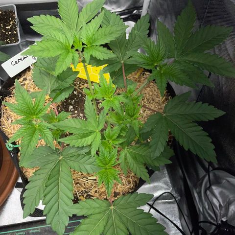 Cereal Milk #3 by KilliczGe growlog timeline photo