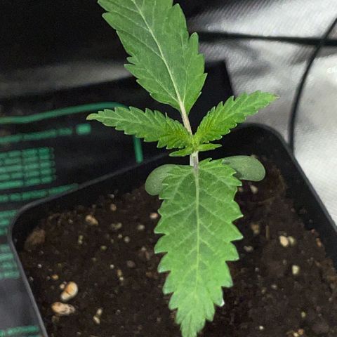 Dante’s Inferno - Mile High Dave by KilliczGe growlog timeline photo