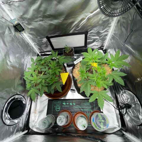 Cereal Milk #3 by KilliczGe growlog timeline photo