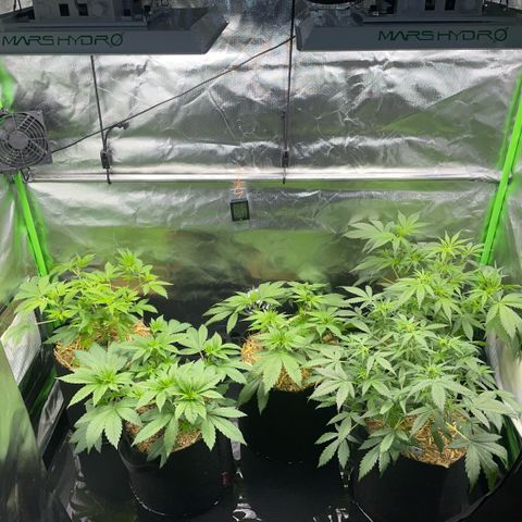 White Widow Automatic by KilliczGe growlog timeline photo